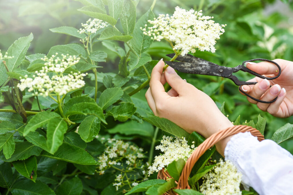 Frauenhände mit schwarzer Schere schneit eine Dolde Holunderblüten ab und sammelt sie in einem braunen Weidenkorb, der am Unterarm hängt