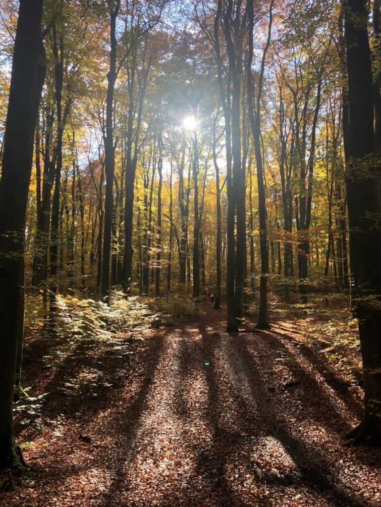 Herbst-Bucket-List Wald im Herbst
