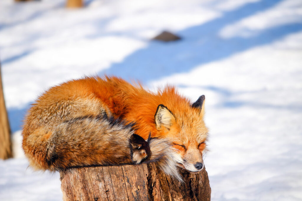 Der Winterschlaf naht: diese 7 Tiere verfallen nun dem Schlummern