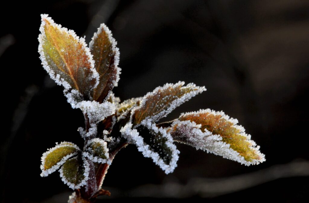 Frost auf Holunderblättern