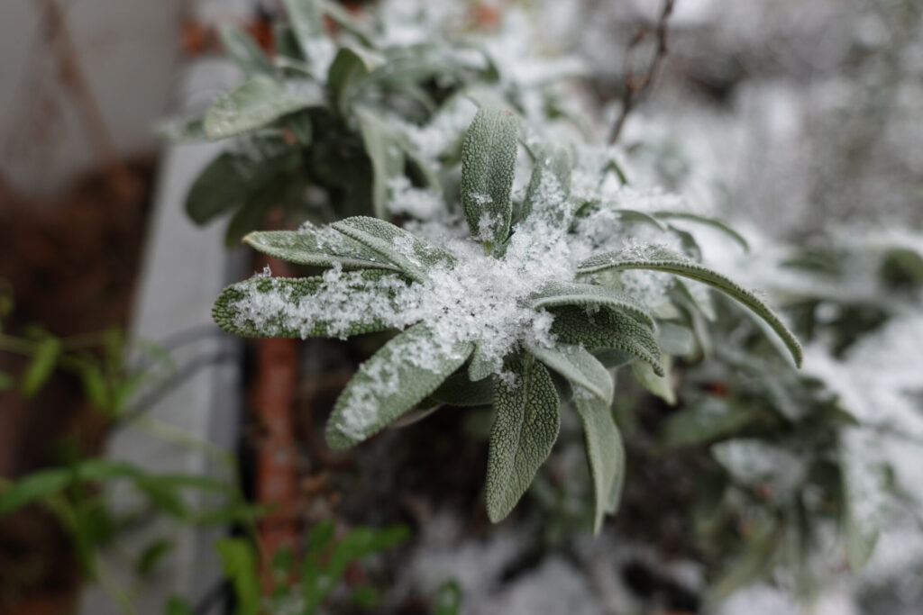 Buchtipp: „Coole Ernte – Balkongärtnern im Winter“