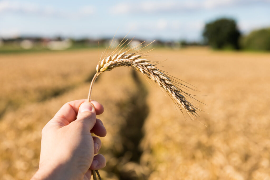 Altes Korn, neue Saat – Vom Getreide zum Mehl