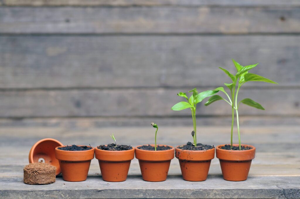 Indoor-Gärtnern mit Tontöpfchen: eine Paprikapflanze wächst heran