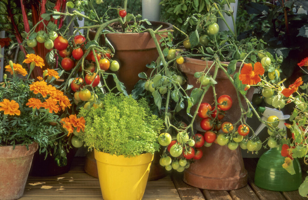 Auf einem Balkon wachsen üppige Tomatenpflanzen, Basilikum, Kapuzinerkresse, Rhabarber und Ringelblumen
