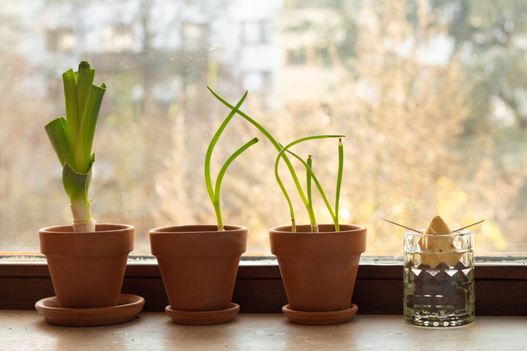 Regrowing auf der Fensterbank: Lauch, Frühlingszwiebel und Avocado