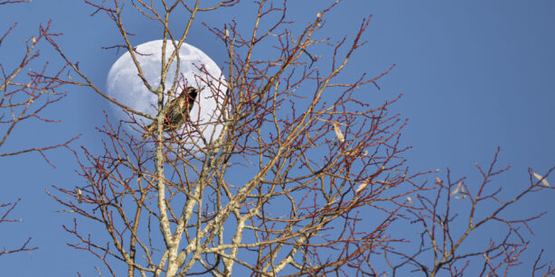 Der Mond im März: Der Lenzmond – Aufgewacht!
