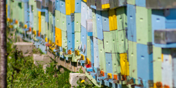 Bienen in der Stadt: Interview zu Wild- und Honigbienen mit Boris Bücheler von bienen&natur