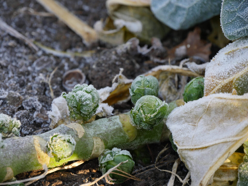 Wintergemüse: 10 Sorten Kohl und Knollen für die kalte Jahreszeit