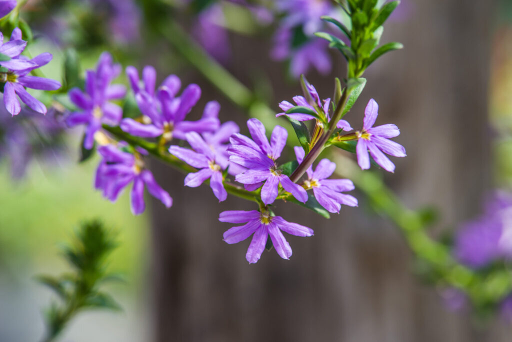 Bienenfreundliche Balkonblumen: eine Detailaufnahme vom Blühtrieb der Blauen Fächerblume