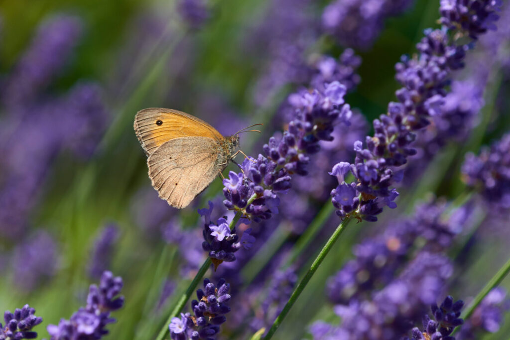 Ein Kleines Ochsenauge sitzt auf dem insektenfreundlichen Echten Lavendel.