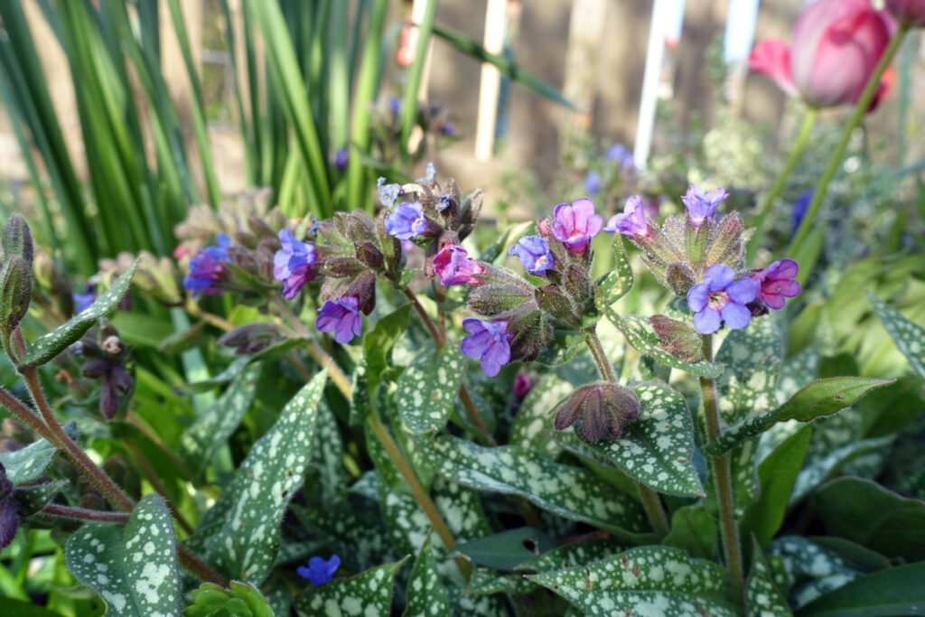 Bienenfreundliche Balkonblumen: Das gefleckte Lungenkraut bevorzugt den Schatten anderer Pflanzen.