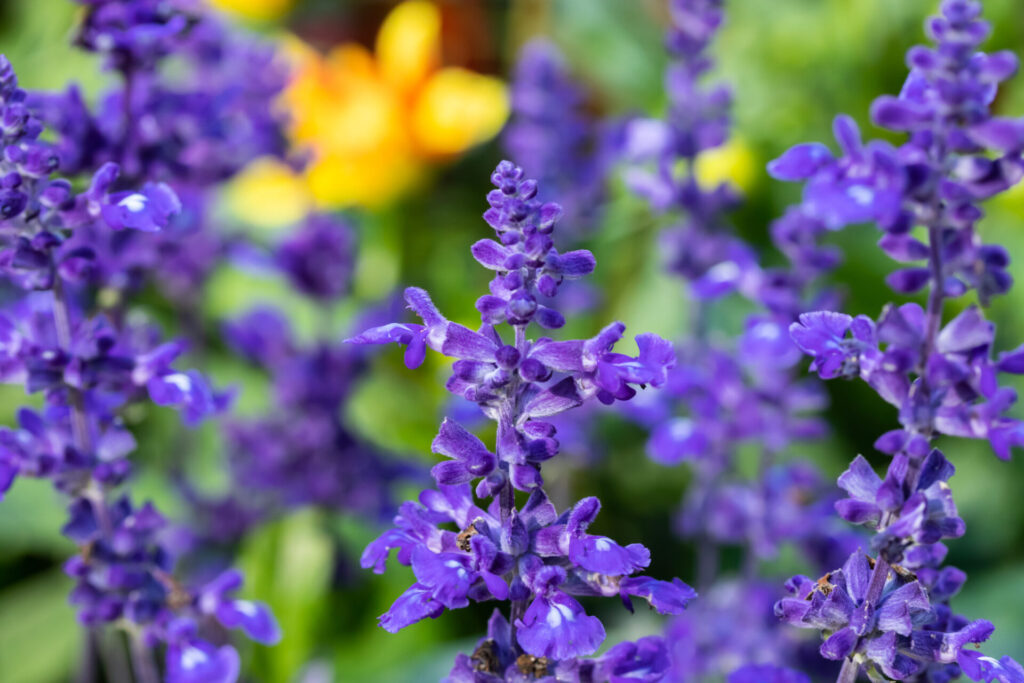 Bienenfreundliche Balkonblumen: Der Küchen-Salbei blüht violett-blau.