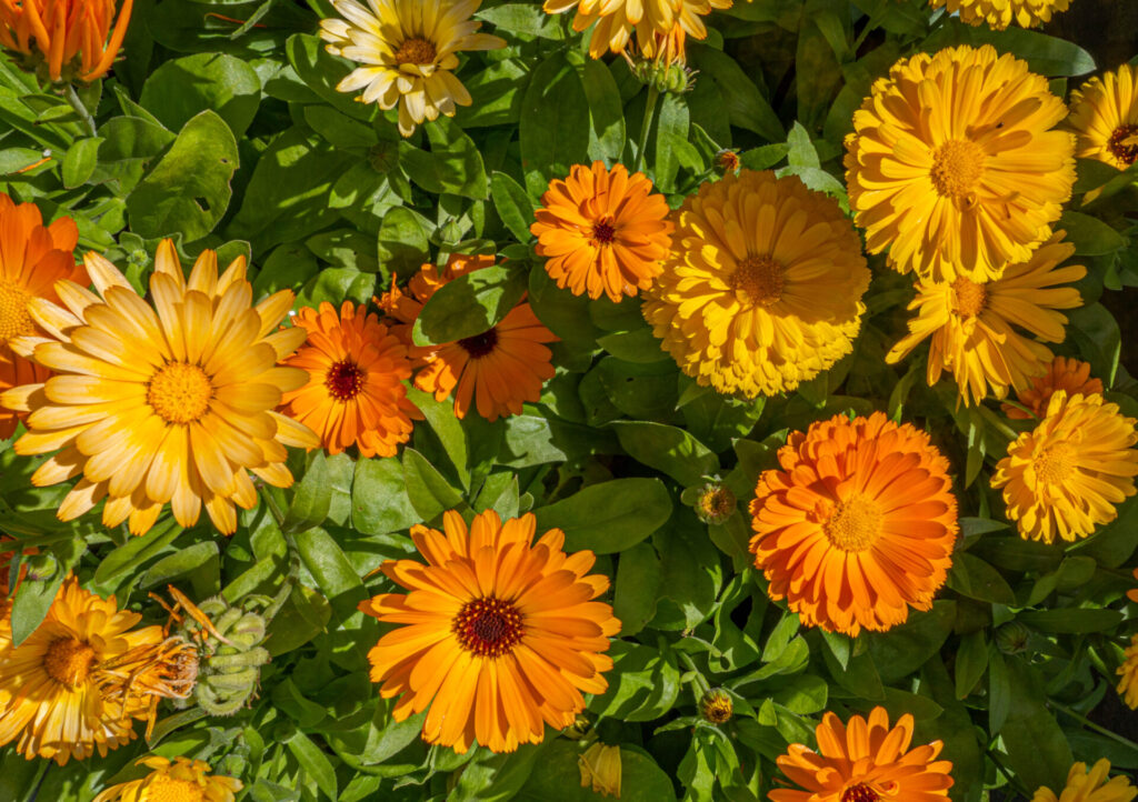Bienenfreundliche Balkonblumen: gelbe und orange Ringelblumen wachsen nebeneinander.
