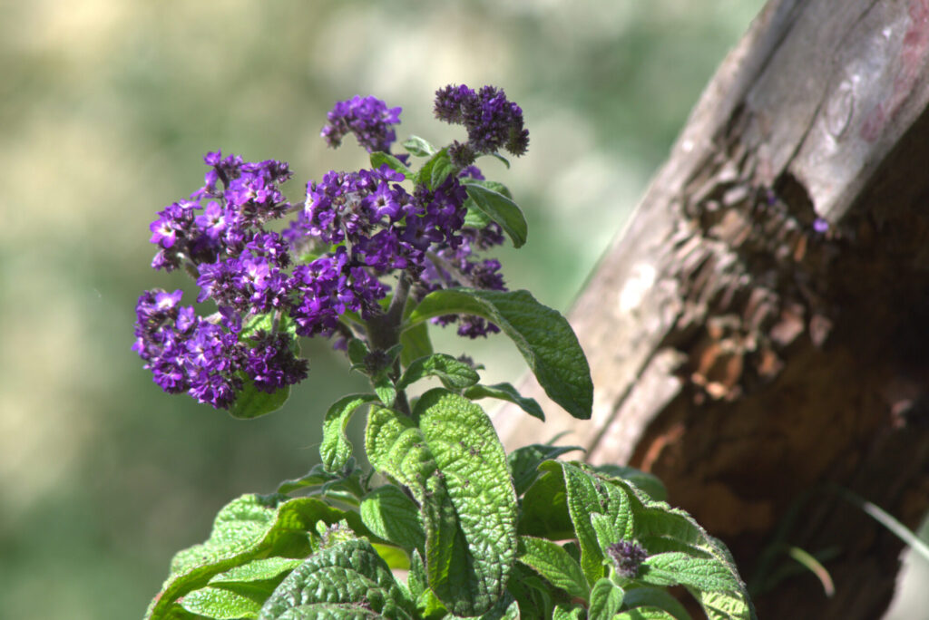 Diese bienenfreundlichen Balkonblumen in violett duften für Mensch und Insekt betörend nach Vanille.