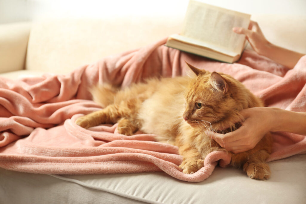 Frau mit Leberwickel  unter einer rosa Decke und einem Buch in der Hand liegt gemütlich auf dem Sofa mit einer roten Katze