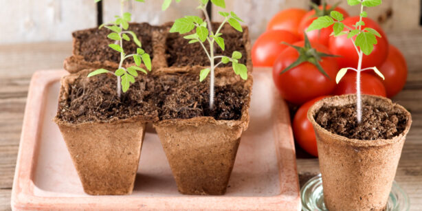 Tomaten vorziehen: Gemüse für den Balkon in 5 einfachen Schritten selber ziehen