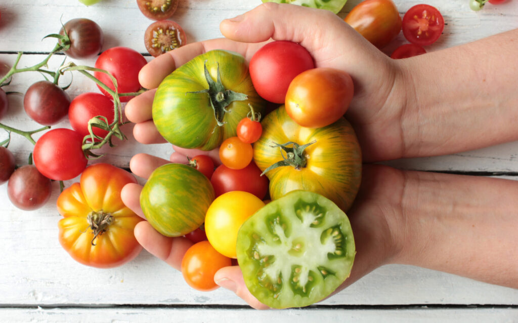 Tomaten vorziehen: Viele bunte Tomatensorten in Händen und auf einem Holztisch