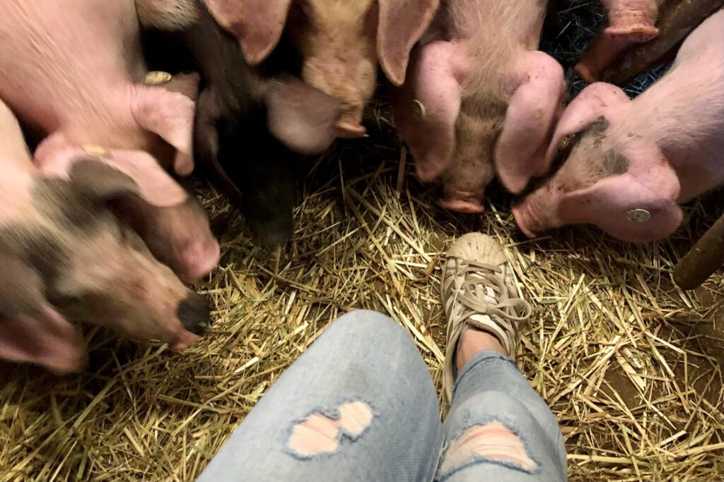 wOnne: EIn Besuch im Schweinestall an Ostern