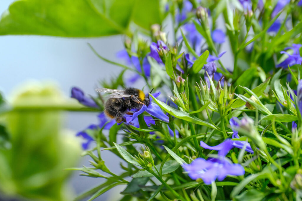 Bienenfreundliche Balkonblumen: Eine Bienen an der kleinen blauen Blüte.