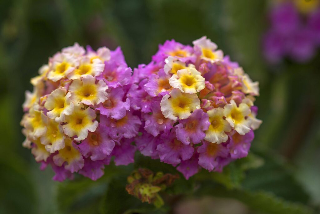 Bienenfreundliche Balkonblumen: Wandelröschen in gelb und rosa