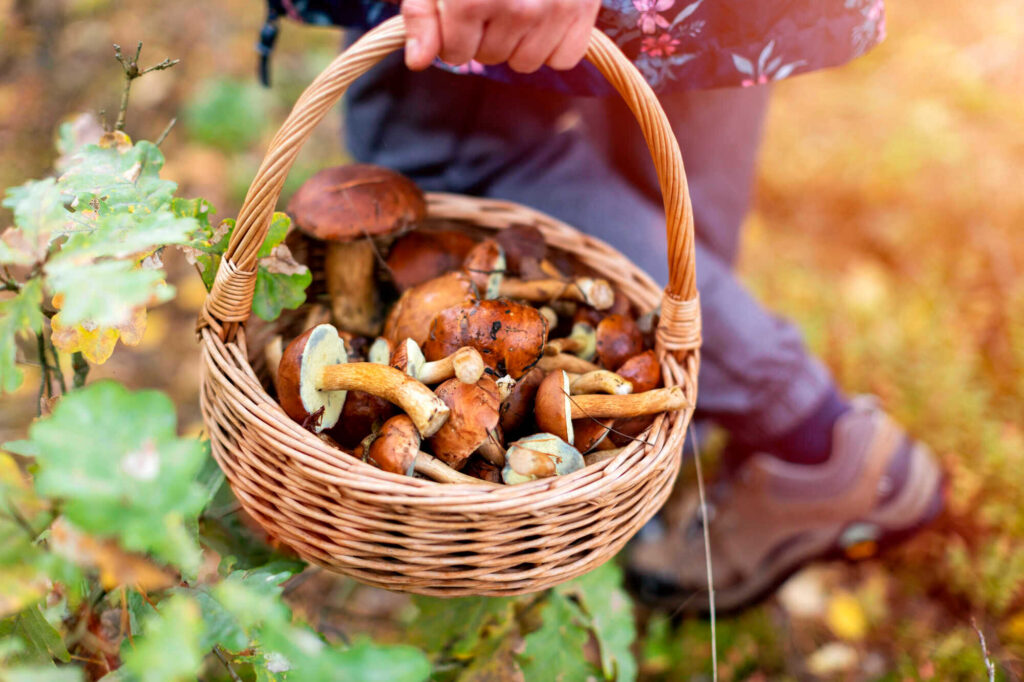 Pilze sammeln: So findet ihr die besten Sammelplätze