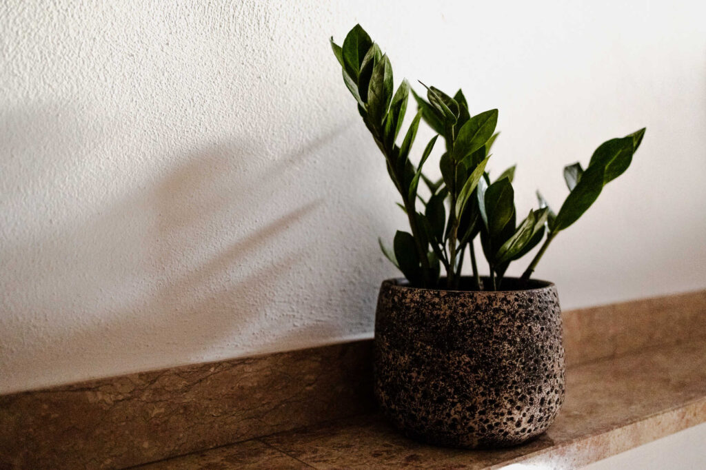 Zimmerpflanzen für wenig Licht: Glücksfeder in einem silbernen Topf.