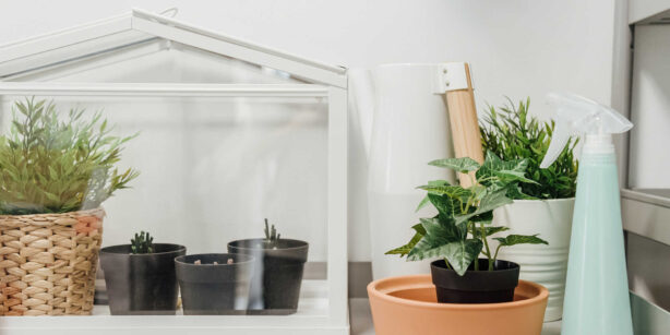 Mini-Gewächshaus: So baust du dir dein grünes Paradies für die Fensterbank