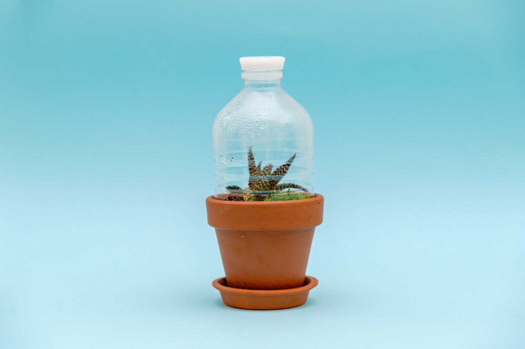 Mini-Gewächshaus aus dem oberen Teil einer Plastikflasche auf einem Pflanztop