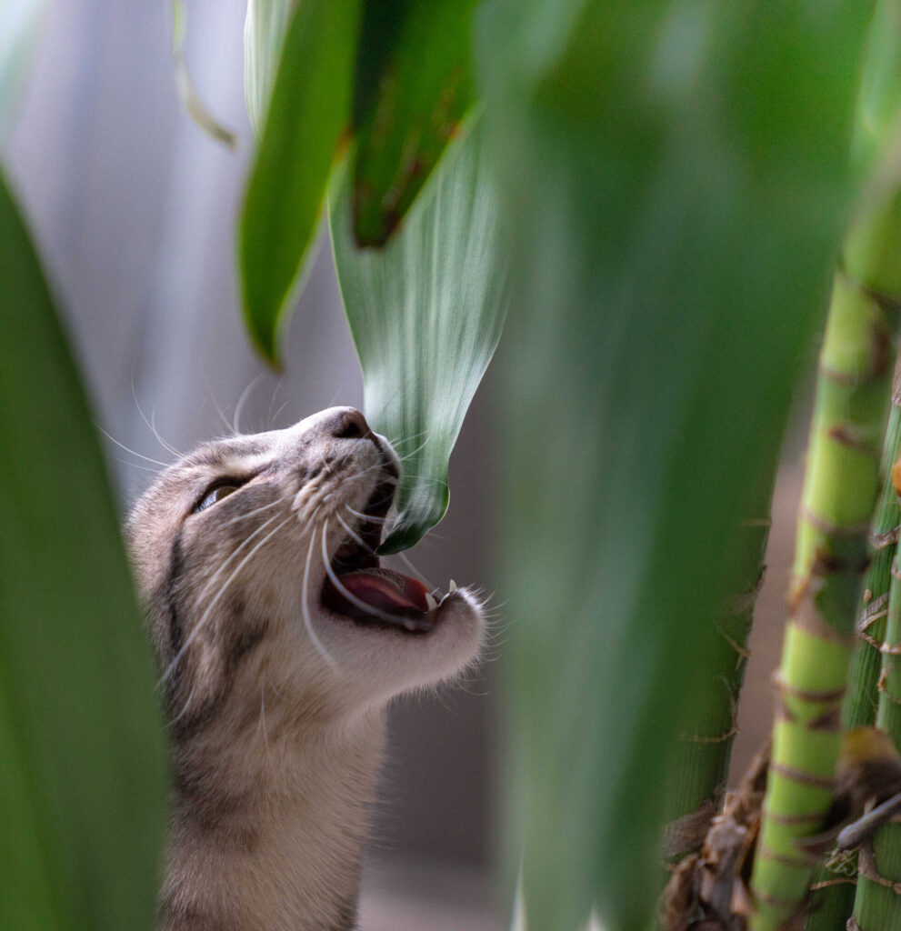 Ungiftige Pflanzen für Katzen
