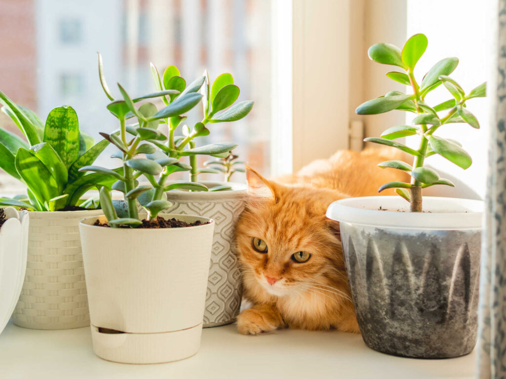 Ungiftige Pflanzen für Katzen: So schützt du dein Tier am besten