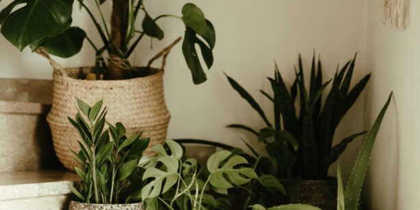 Zimmerpflanzen für wenig Licht: Diese Gewächse gedeihen auch an schattigen Plätzen