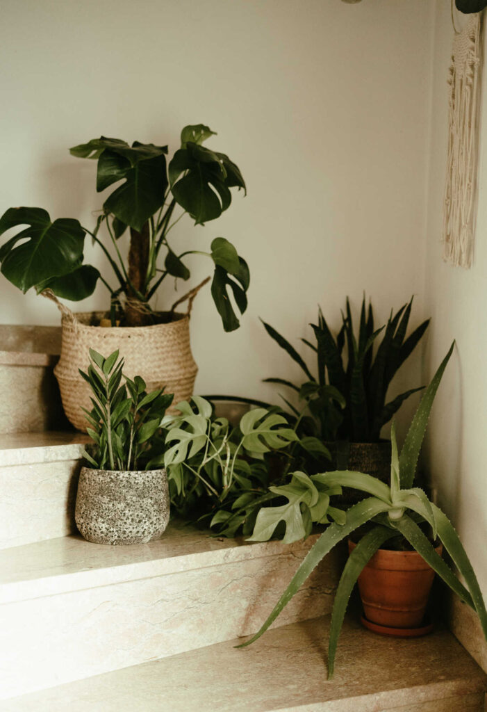 Zimmerpflanzen für wenig Licht: Diese Gewächse gedeihen auch an schattigen Plätzen