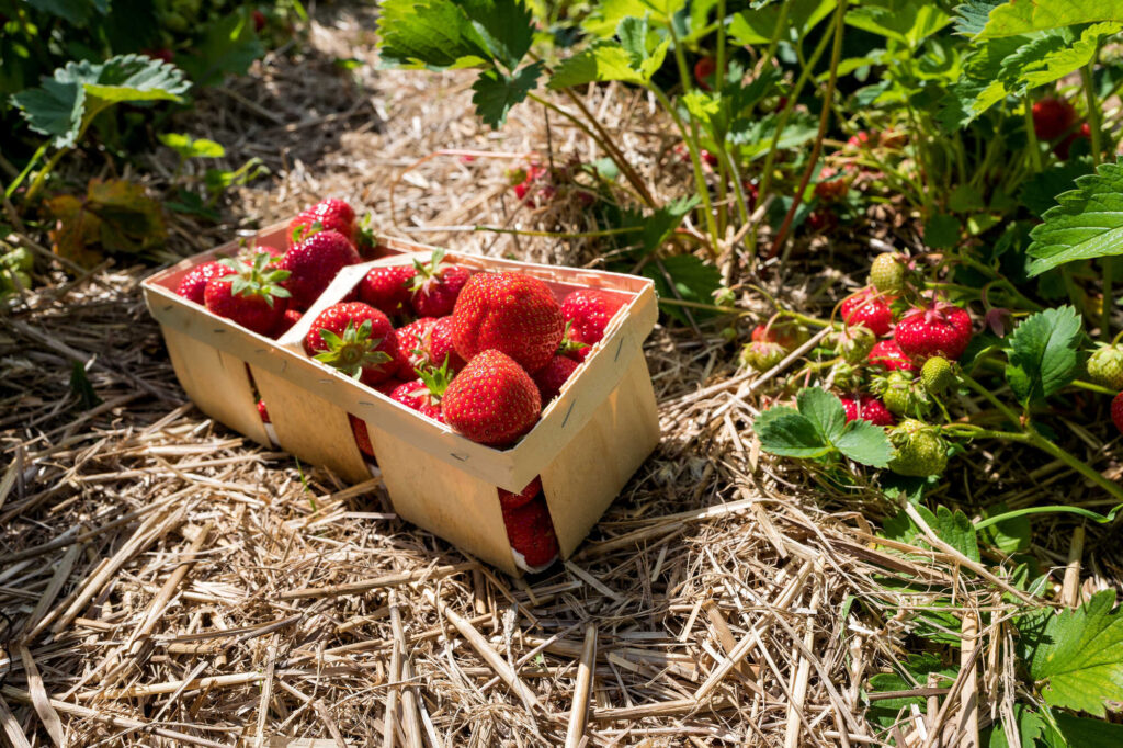 Erdbeer-Törtchen mit frischen  Erdbeeren vom Feld