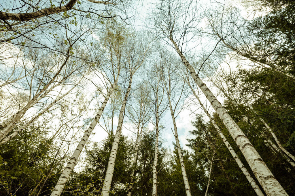 Birkenwasser Birken im Wald nach oben in den Himmel fotografiert