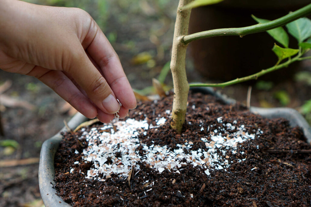 Zerstoßene Eierschalen werden auf die Erde rund um eine Pflanze mit der Hand gegeben. Die Pflanze wächst in einem Topf