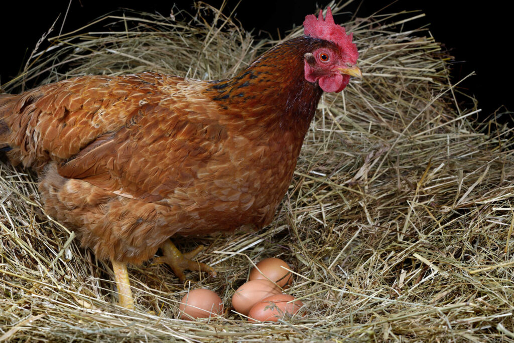 Braunes Huhn im Stroh mit vier hellbraunen Eiern im Nest