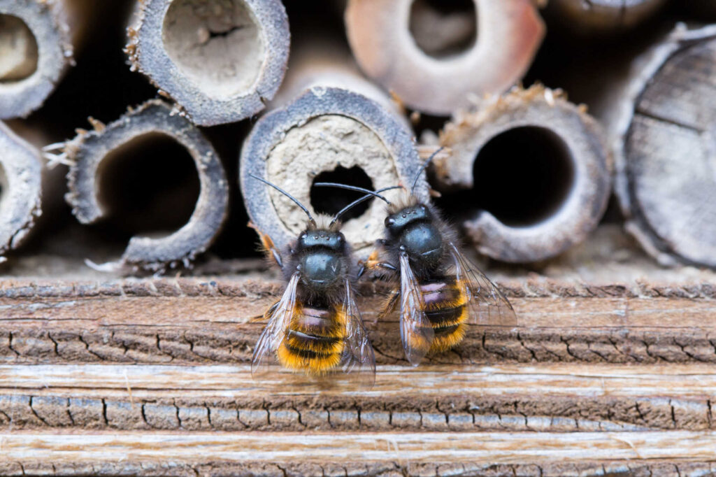 Insektenhotel bauen: Diese Nisthilfe lieben Wildbienen