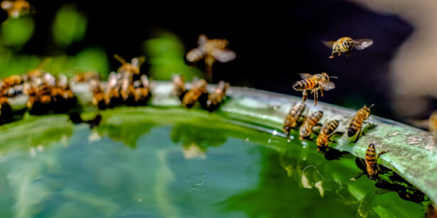 EineMenge Bienen trinken am Rand von einem Wasserbottich
