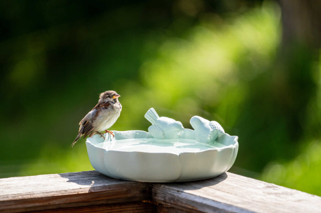 Vogeltränke am Balkon: Wasserstelle für die Kleinsten
