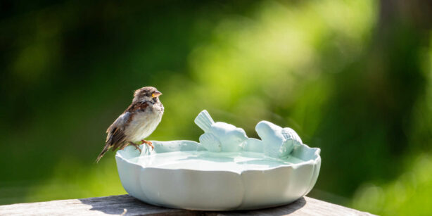 Vogeltränke am Balkon: Wasserstelle für die Kleinsten