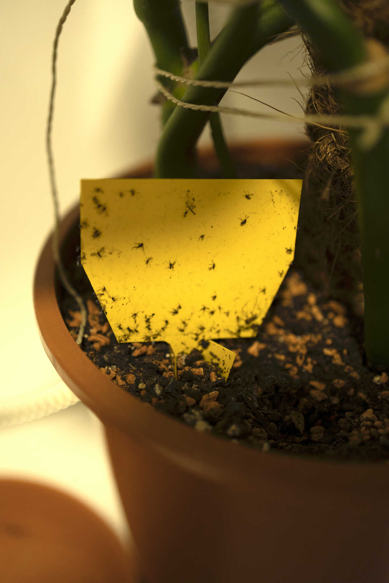 Schädlinge an Zimmerpflanzen Gelber Sticker im Blumentopf