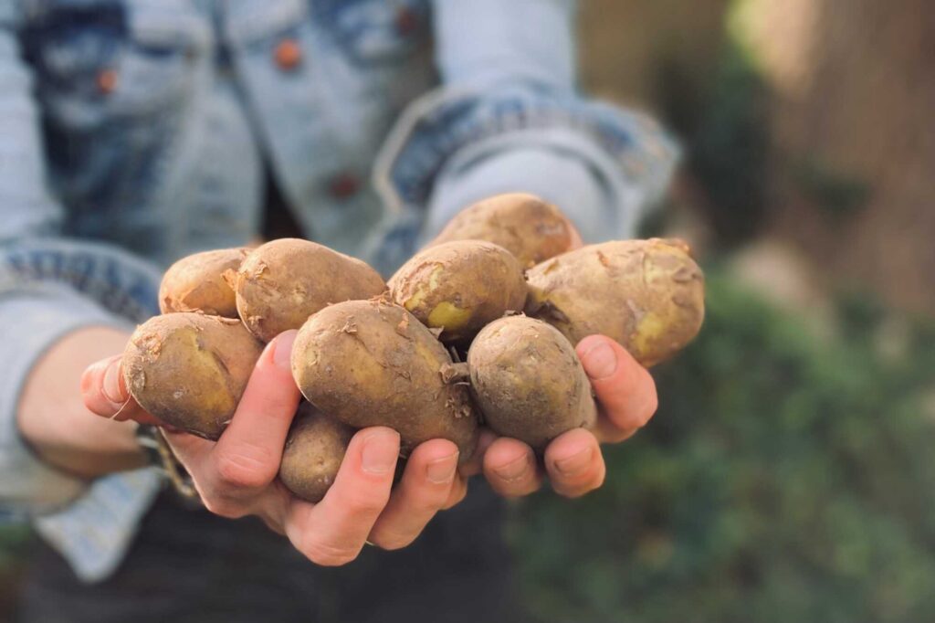 „Dolle“ Knolle: Kartoffelsorten im Visier