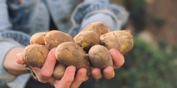 „Dolle“ Knolle: Kartoffelsorten im Visier