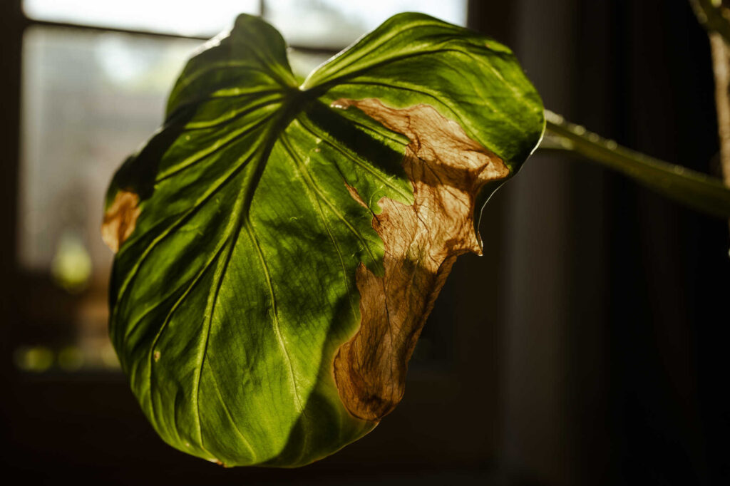 Bei anspruchsvollen Pflanzen vertrocknen oft die Blätter