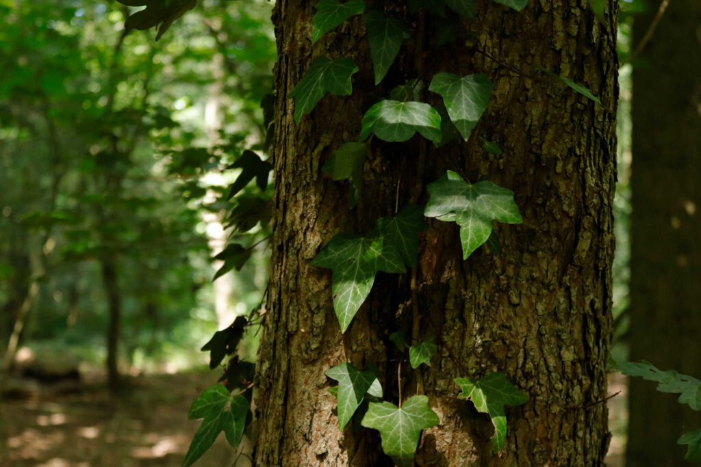 Efeu-Waschmittel selber machen: Efeu erklimmt Baum im Park