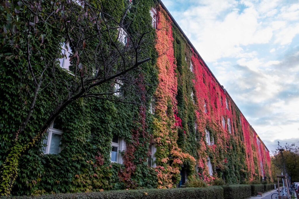 Fassadenbegrünung in der Stadt: Wilder Wein färbt sich im Herbst rot.