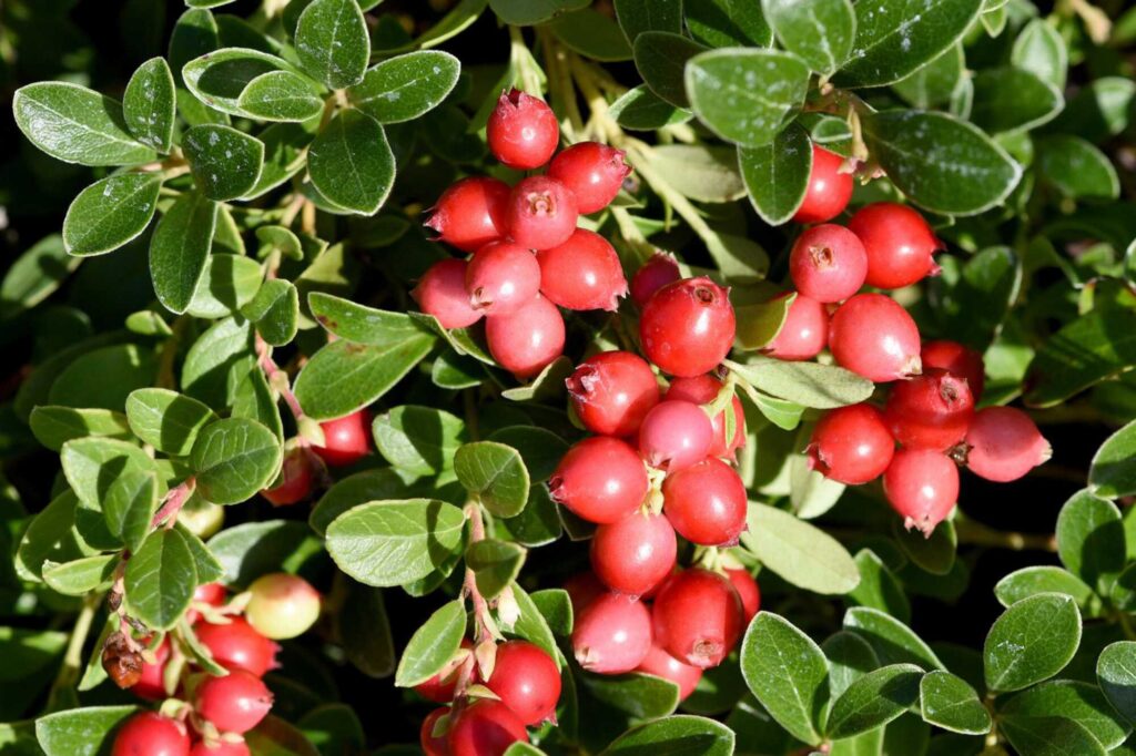 Beeren-Arten: Cranberry