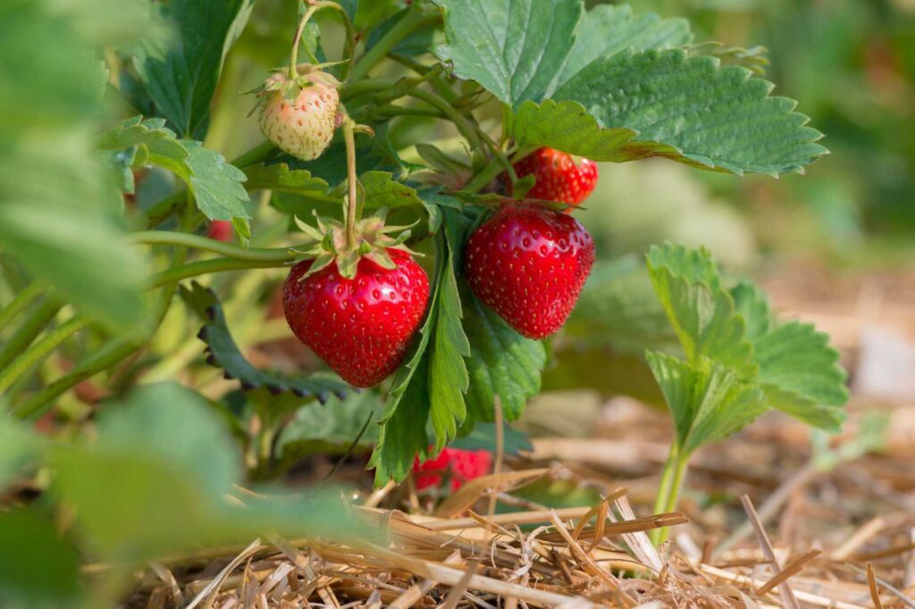 Beeren-Arten: Erdbeere