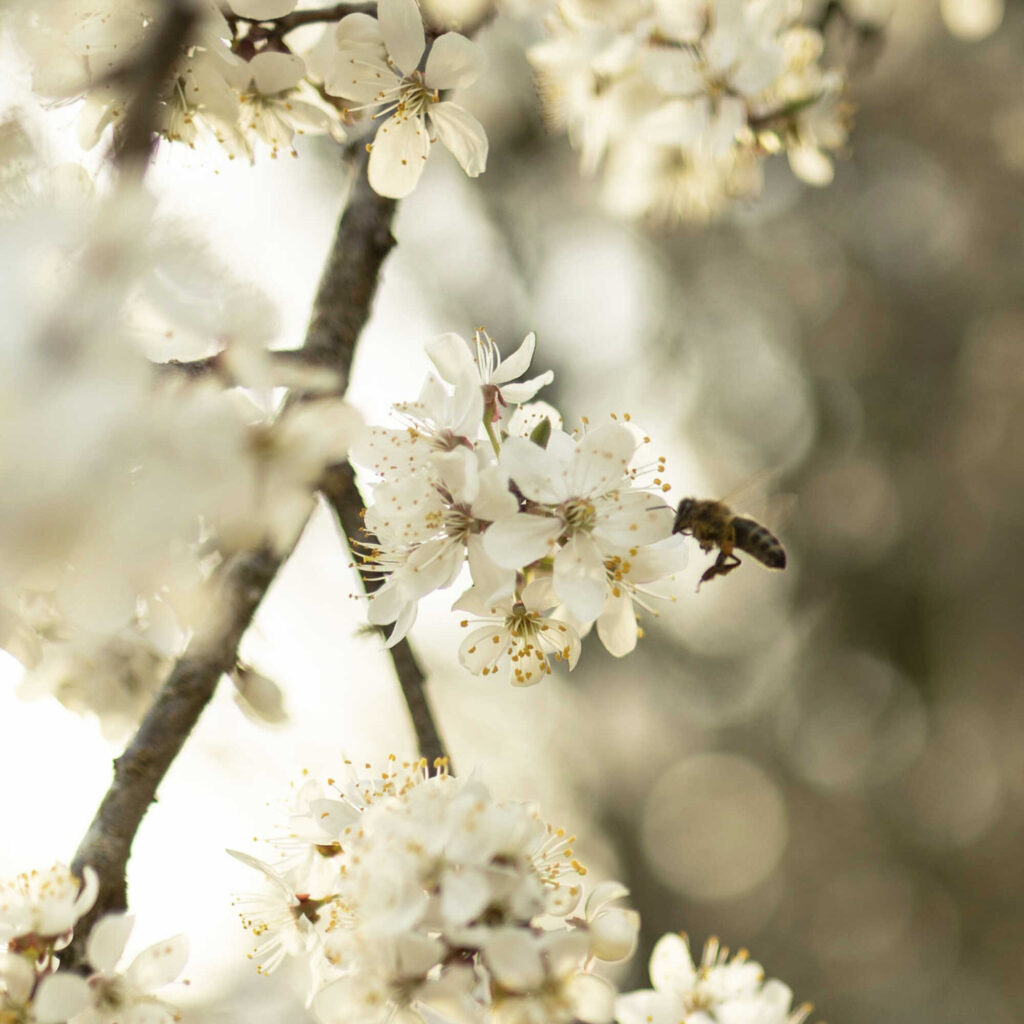 Biodiversität: Biene am blühenden Baum
