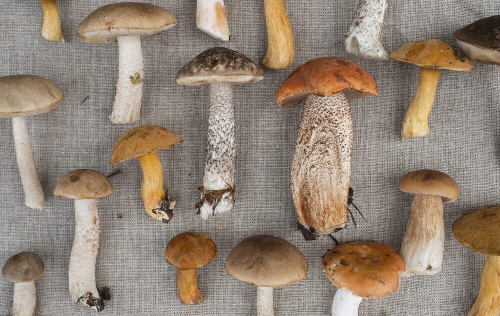Sammler-Tipps: Wie Pilze länger frisch bleiben